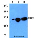 Anti-RBL2 Antibody from Bioworld Technology (BS60763) - Antibodies.com
