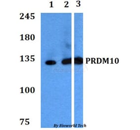 Anti-PRDM10 Antibody from Bioworld Technology (BS60764) - Antibodies.com