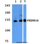 Anti-PRDM10 Antibody from Bioworld Technology (BS60764) - Antibodies.com