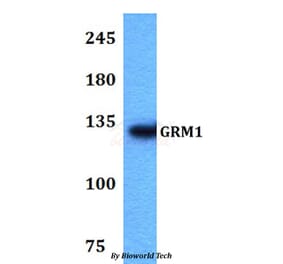 Anti-GRM1 Antibody from Bioworld Technology (BS60765) - Antibodies.com