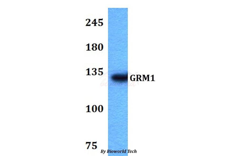 Anti-GRM1 Antibody from Bioworld Technology (BS60765) - Antibodies.com
