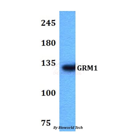 Anti-GRM1 Antibody from Bioworld Technology (BS60765) - Antibodies.com