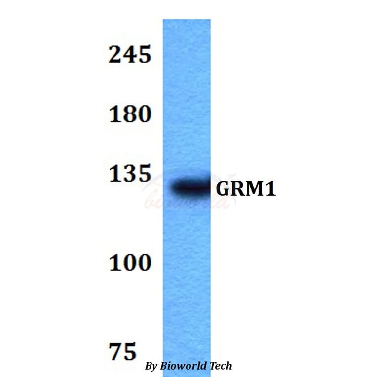 Anti-GRM1 Antibody from Bioworld Technology (BS60765) - Antibodies.com