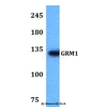 Anti-GRM1 Antibody from Bioworld Technology (BS60765) - Antibodies.com