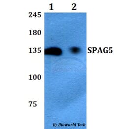 Anti-SPAG5 Antibody from Bioworld Technology (BS60768) - Antibodies.com