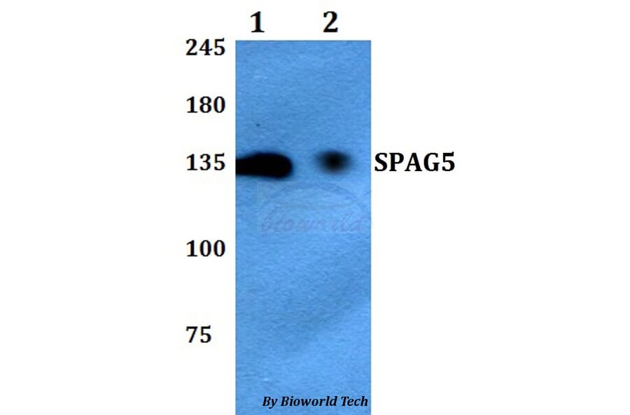 Anti-SPAG5 Antibody from Bioworld Technology (BS60768) - Antibodies.com