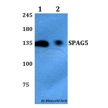 Anti-SPAG5 Antibody from Bioworld Technology (BS60768) - Antibodies.com