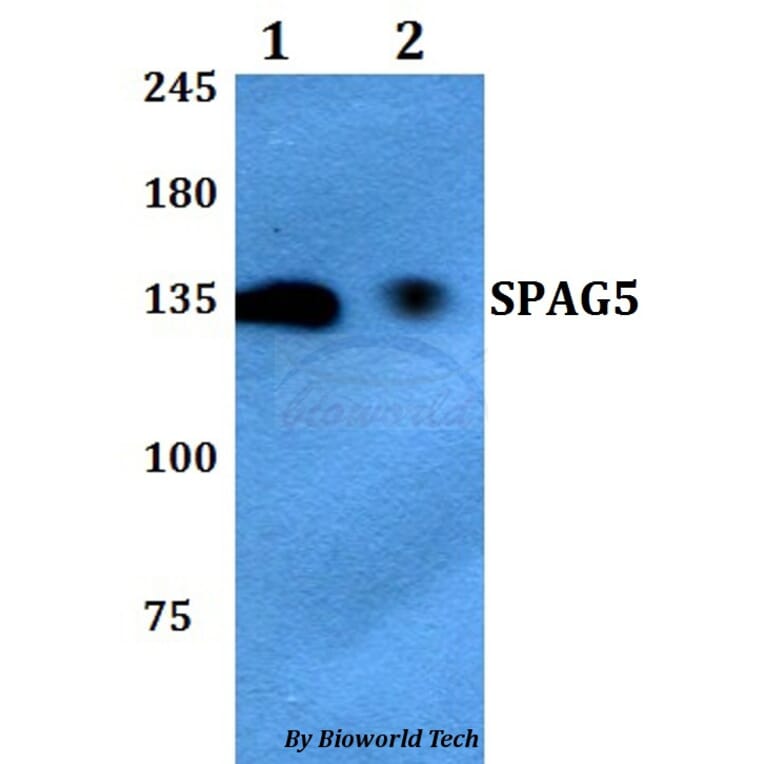 Anti-SPAG5 Antibody from Bioworld Technology (BS60768) - Antibodies.com