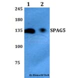 Anti-SPAG5 Antibody from Bioworld Technology (BS60768) - Antibodies.com