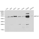 Anti-EEF1A1 Antibody from Bioworld Technology (BS6077) - Antibodies.com