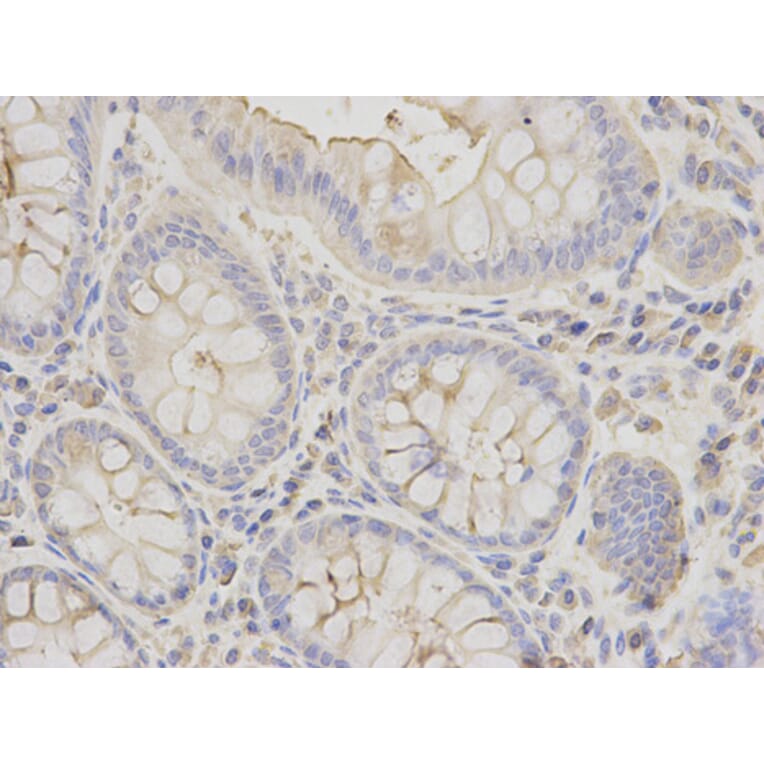 Anti-EEF1A1 Antibody from Bioworld Technology (BS6077) - Antibodies.com
