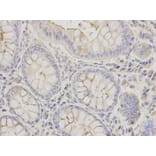 Anti-EEF1A1 Antibody from Bioworld Technology (BS6077) - Antibodies.com