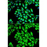 Anti-EEF1A1 Antibody from Bioworld Technology (BS6077) - Antibodies.com