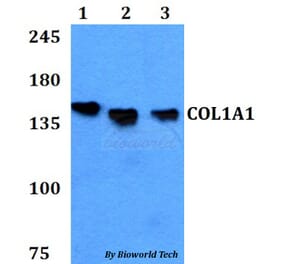 Anti-COL1A1 Antibody from Bioworld Technology (BS60771) - Antibodies.com