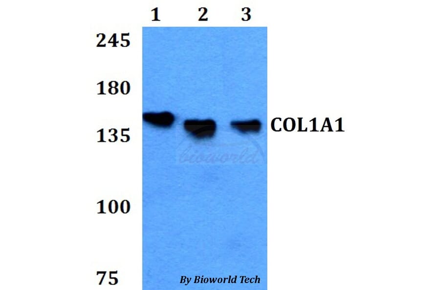 Anti-COL1A1 Antibody from Bioworld Technology (BS60771) - Antibodies.com