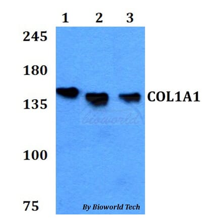 Anti-COL1A1 Antibody from Bioworld Technology (BS60771) - Antibodies.com