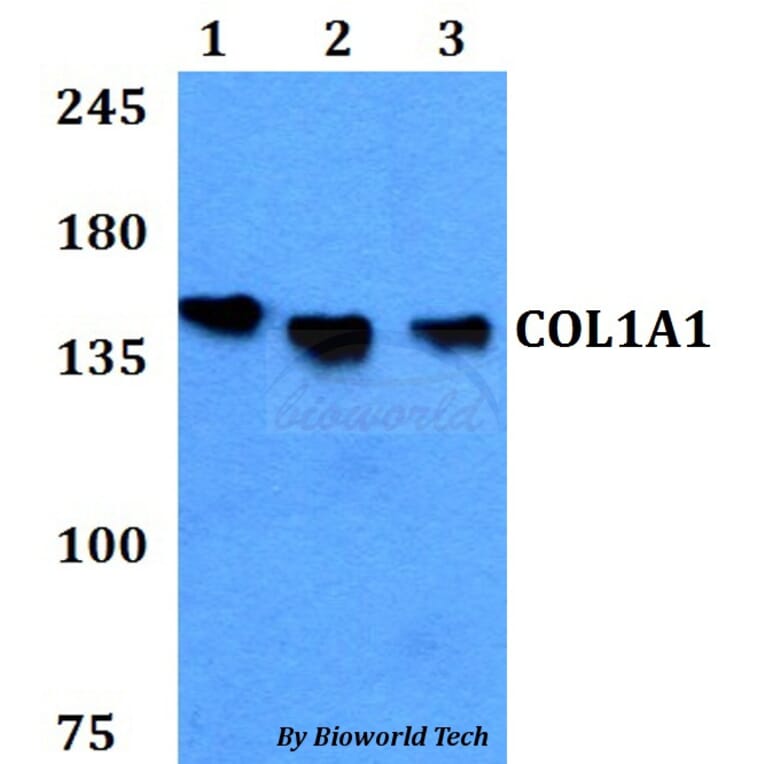 Anti-COL1A1 Antibody from Bioworld Technology (BS60771) - Antibodies.com