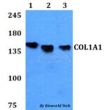 Anti-COL1A1 Antibody from Bioworld Technology (BS60771) - Antibodies.com