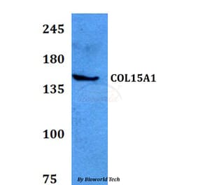 Anti-COL15A1 Antibody from Bioworld Technology (BS60772) - Antibodies.com
