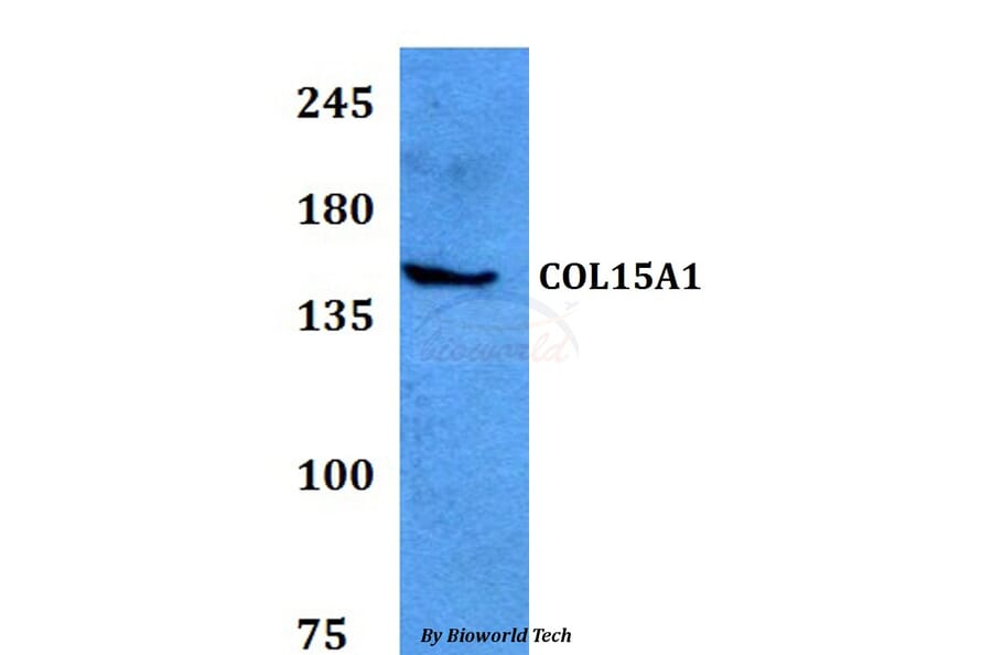Anti-COL15A1 Antibody from Bioworld Technology (BS60772) - Antibodies.com