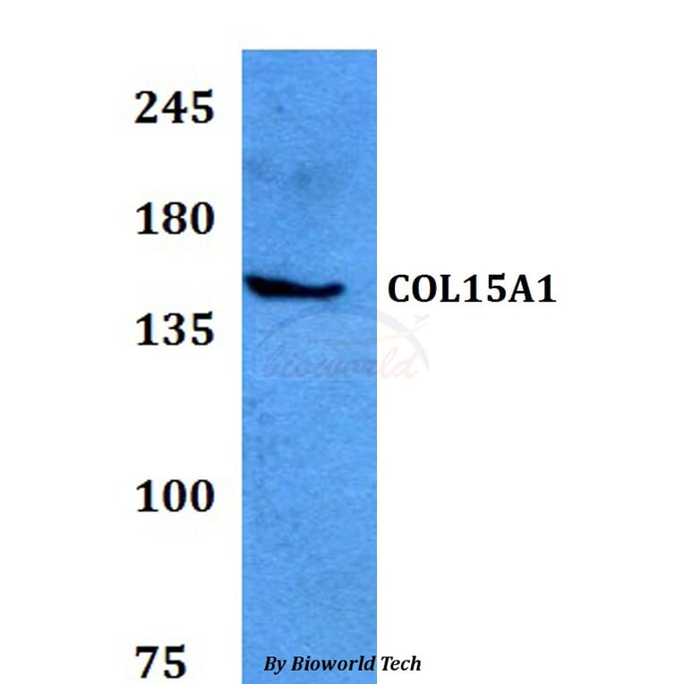 Anti-COL15A1 Antibody from Bioworld Technology (BS60772) - Antibodies.com