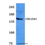 Anti-COL15A1 Antibody from Bioworld Technology (BS60772) - Antibodies.com