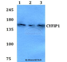 Anti-CYFIP1 Antibody from Bioworld Technology (BS60773) - Antibodies.com