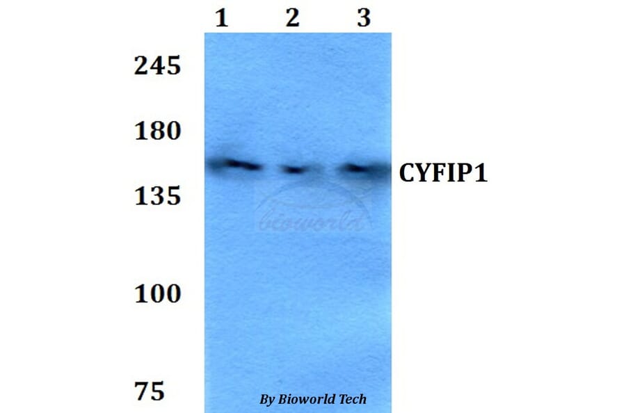Anti-CYFIP1 Antibody from Bioworld Technology (BS60773) - Antibodies.com