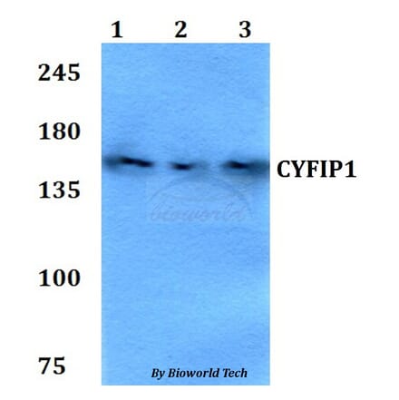 Anti-CYFIP1 Antibody from Bioworld Technology (BS60773) - Antibodies.com