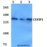 Anti-CYFIP1 Antibody from Bioworld Technology (BS60773) - Antibodies.com