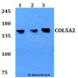 Anti-COL5A2 Antibody from Bioworld Technology (BS60774) - Antibodies.com