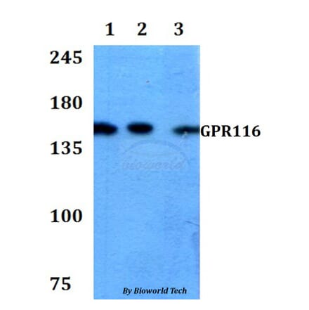 Anti-GPR116 Antibody from Bioworld Technology (BS60775) - Antibodies.com