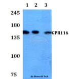 Anti-GPR116 Antibody from Bioworld Technology (BS60775) - Antibodies.com