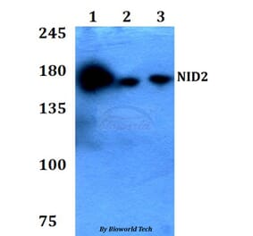 Anti-NID2 Antibody from Bioworld Technology (BS60776) - Antibodies.com