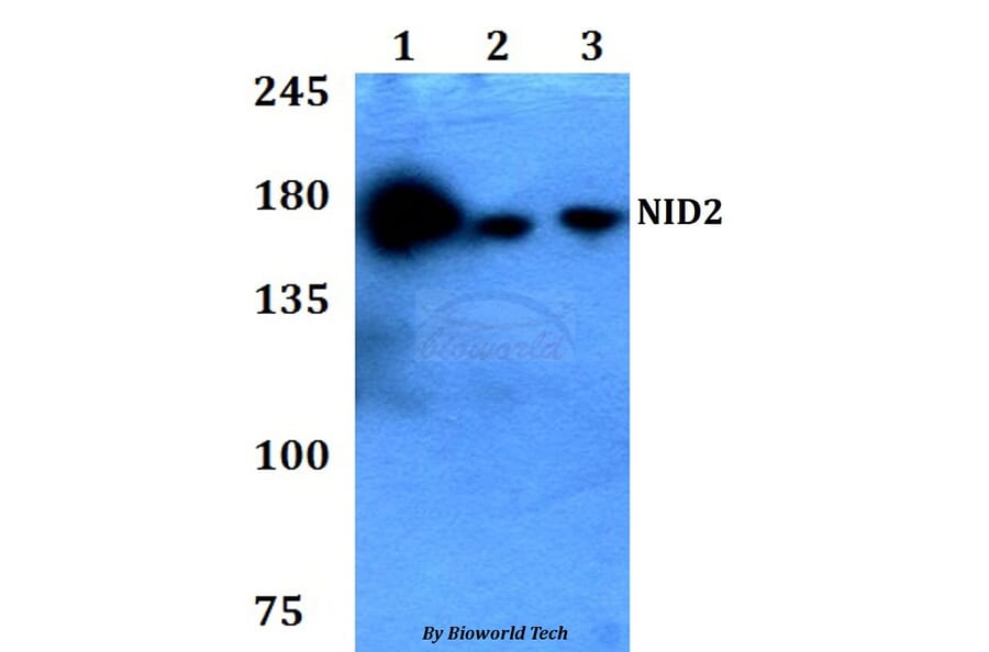 Anti-NID2 Antibody from Bioworld Technology (BS60776) - Antibodies.com