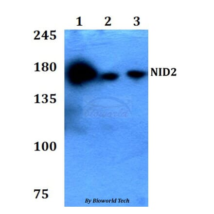 Anti-NID2 Antibody from Bioworld Technology (BS60776) - Antibodies.com