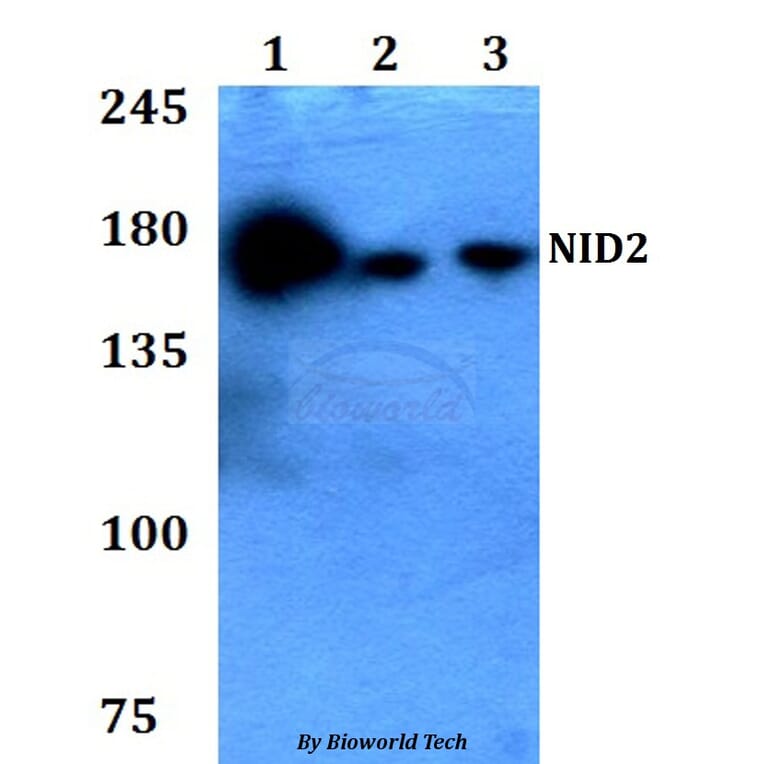 Anti-NID2 Antibody from Bioworld Technology (BS60776) - Antibodies.com