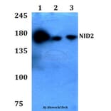 Anti-NID2 Antibody from Bioworld Technology (BS60776) - Antibodies.com