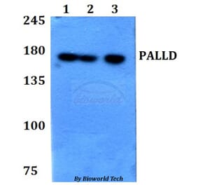 Anti-PALLD Antibody from Bioworld Technology (BS60777) - Antibodies.com