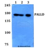 Anti-PALLD Antibody from Bioworld Technology (BS60777) - Antibodies.com