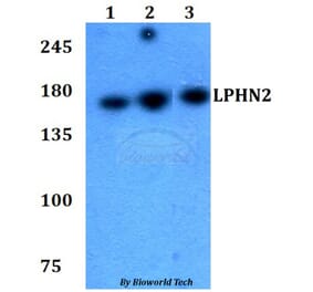 Anti-LPHN2 Antibody from Bioworld Technology (BS60779) - Antibodies.com