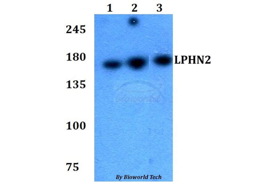 Anti-LPHN2 Antibody from Bioworld Technology (BS60779) - Antibodies.com