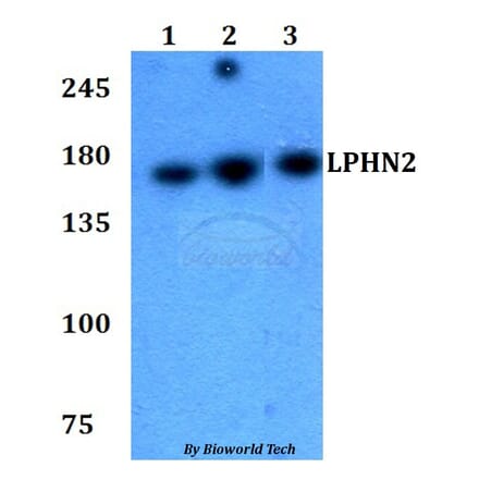 Anti-LPHN2 Antibody from Bioworld Technology (BS60779) - Antibodies.com