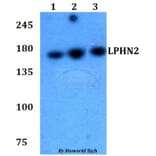 Anti-LPHN2 Antibody from Bioworld Technology (BS60779) - Antibodies.com