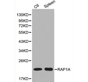 Anti-RAP1A Antibody from Bioworld Technology (BS6078) - Antibodies.com