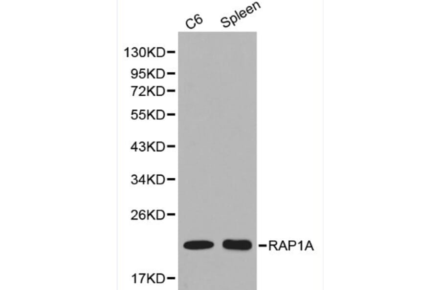 Anti-RAP1A Antibody from Bioworld Technology (BS6078) - Antibodies.com