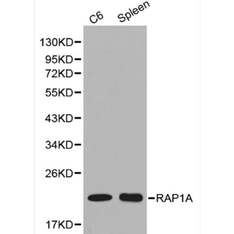 Anti-RAP1A Antibody from Bioworld Technology (BS6078) - Antibodies.com