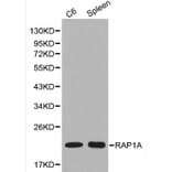 Anti-RAP1A Antibody from Bioworld Technology (BS6078) - Antibodies.com
