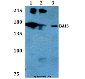 Anti-BAI3 Antibody from Bioworld Technology (BS60780) - Antibodies.com