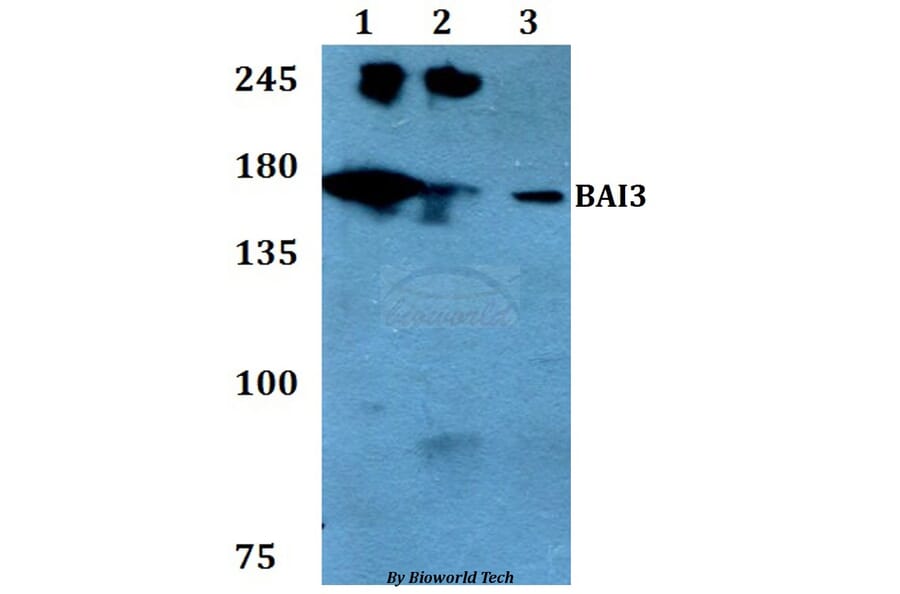 Anti-BAI3 Antibody from Bioworld Technology (BS60780) - Antibodies.com
